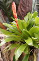 Vriesea duvaliana